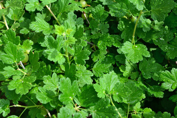 background of a green plant with green leaves and waterdrops 