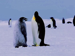 penguins in polar regions
