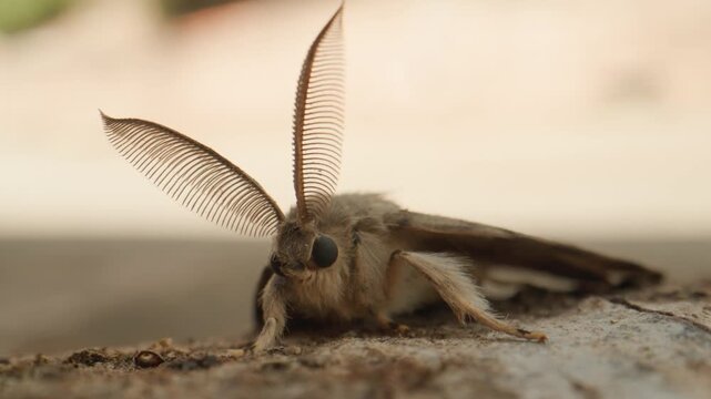 Papillon