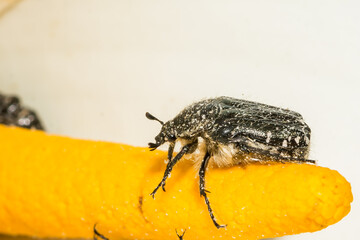 Mediterranean Spotted Chafer - Oxythyrea funesta