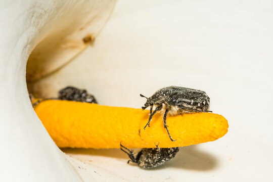 Mediterranean Spotted Chafer - Oxythyrea funesta