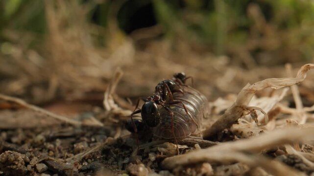 fourmi attaque cloporte