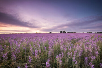 Lavender field bathed in golden sunlight, painting a picturesque landscape