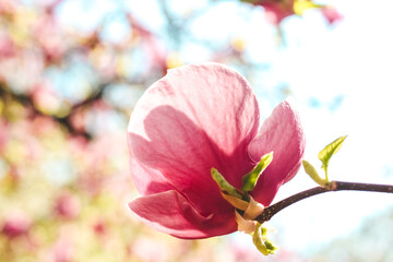 Fototapeta premium Pink magnolia flower close-up in botanical garden