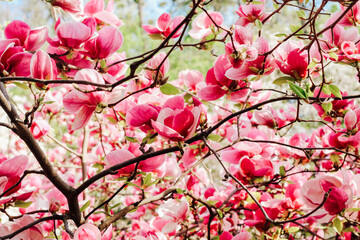 Pink magnolia flower close-up in botanical garden