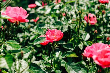 pink climbing rose bush close-up in botanical garden, rose background