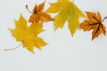 Autumn still life, leaves on a white background, place for text
