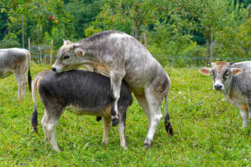 Herd of gray horned cows on meadow breed Rätisches Grauvieh on a rainy summer noon at Swiss City...