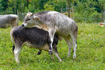 Herd of gray horned cows on meadow breed Rätisches Grauvieh on a rainy summer noon at Swiss City of Zürich. Photo taken August 17th, 2024, Zurich, Switzerland.