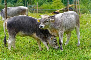 Herd of gray horned cows on meadow breed Rätisches Grauvieh on a rainy summer noon at Swiss City...