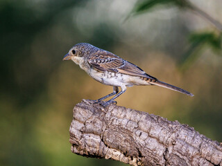 Woodchat Shrike (Lanius senator). Bird in its natural environment.