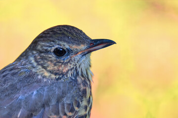 Headshot of a song thrush bird against a yellow background