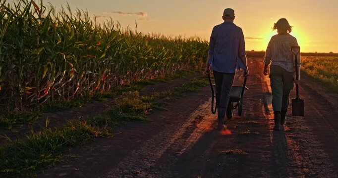 armers walking beside a cornfield at sunset, with the man pushing a wheelbarrow of vegetables. The sun highlights their silhouettes.