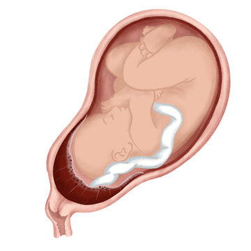 fetus inside womb, anatomical view clip art preview