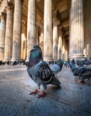 Obraz premium Una multitud de palomas en la plaza de la ciudad; plagas