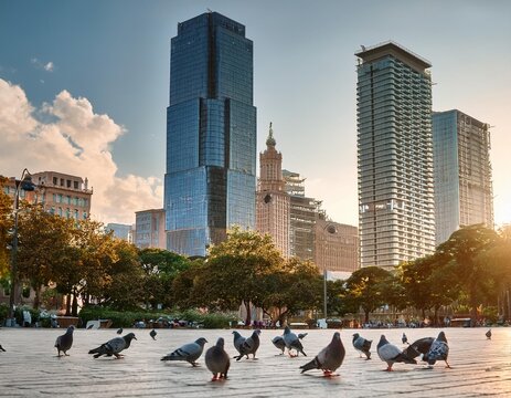 Una multitud de palomas en la plaza de la ciudad; plagas