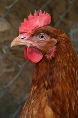 Portrait of red hen in chicken coop looking at camera close-up. 