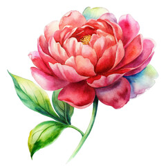 Peony watercolor illustration isolated clipart