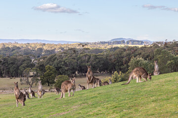 Group of Eastern Grey Kangaroos grazing in a paddock near Hanging Rock, Victoria, Australia. Most animals are standing up, looking at the camera. Others are grazing on the scenic hill.
