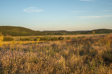 Obraz premium Meadow of purple flowers on Tihany Peninsula in the evening sun.