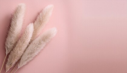 Dried bunny tail grass on pink background. Blush pink and neutral color as aesthetic and minimalistic design for beauty or mindfulness concept
