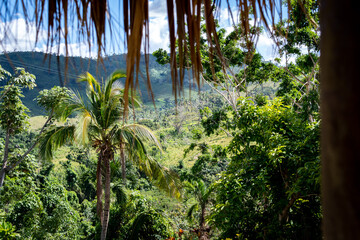 Dschungel in Karibik, Palmen, Dominikanische Republik während des Sonnenuntergangs. Punta Cana.