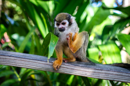 Kapuzineraffe am Baum kratzt sich. Monkeyland in Karibik, Dominikanische Republik, Punta Cana.
