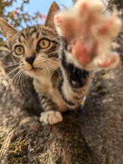 Gatto sull'albero 