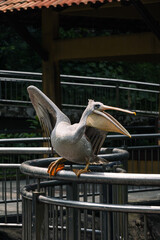 Grey pelican in the bird zoo for feeding