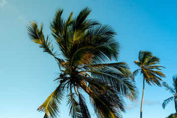 Palme am Strand. Blauer Himmel im Hintergrund. Karibik, Dominikanische Republik.