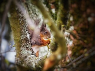 Squirrel, cute squirrel, clouseup, nature, chitmunk