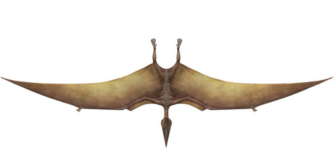 Pterodactyls isolated on a Transparent Background