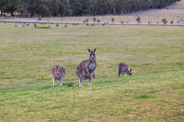 Three wild Eastern Grey Kangaroos grazing in a paddock near Hanging Rock, Victoria, Australia. A large mob of kangaroos is in the background. Plenty of room for copy space around the animals.