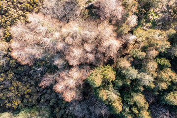 Overhead aerial view of natural forest in a peat bog