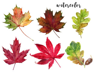 Beautiful collection of Watercolor Autumn Leaves artistically designed