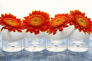 still life arrangement of a line of four orange coloured gerbera in four  glass vases on blue table against a white background,