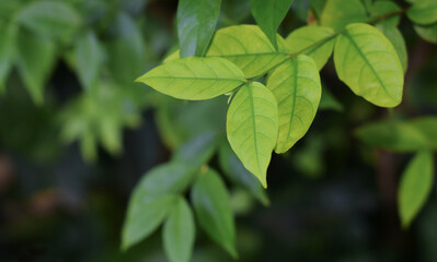 Many colorful leaves in the garden That looks fresh and cool,