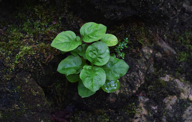 Many colorful leaves in the garden That looks fresh and cool,