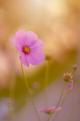 Różowy kwiat Kosmos pierzasty (Cosmos bipinnatus), letni ogród, ozdoba ogrodu, botaniczna...