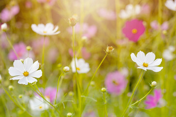 Różowy kwiat Kosmos pierzasty (Cosmos bipinnatus), letni ogród, ozdoba ogrodu, botaniczna odmiana, piękno natury, naturalna kwiatowa tapeta, rozmyte tło, wzór kwiatowy  © anettastar