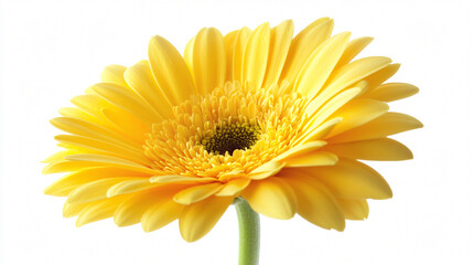 Vibrant Yellow Gerbera Flower on White Background