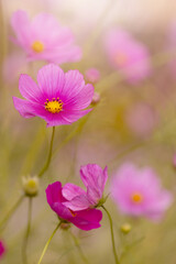 Różowy kwiat Kosmos pierzasty (Cosmos bipinnatus), letni ogród, ozdoba ogrodu, botaniczna...