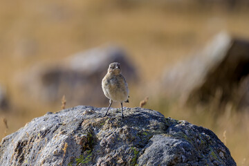 Acentor alpino en Guadarrama