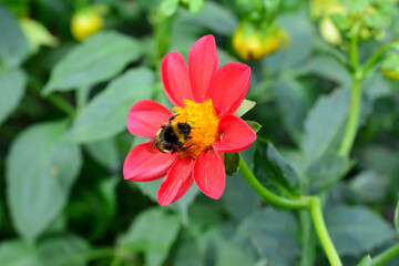 a bumblebee is polinating a red flower isolated close up