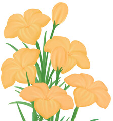 Orange Zephyranthes flowers