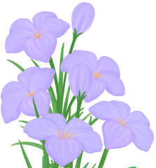 purple Zephyranthes flowers