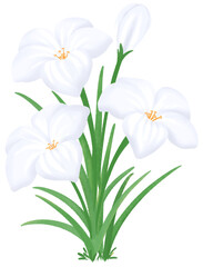 Fototapeta premium white Zephyranthes flowers