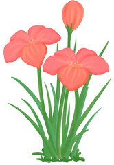 red Zephyranthes flowers
ฃ