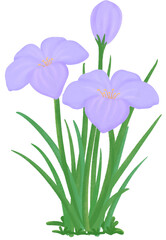 purple Zephyranthes flowers