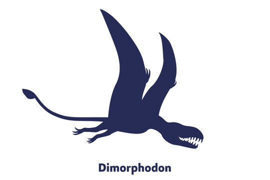 Dimorphodon, flying dinosaur, pterosaur on white, vector